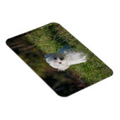 Schattige witte puppy magneet (Rechterzijde)
