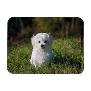 Schattige witte puppy magneet