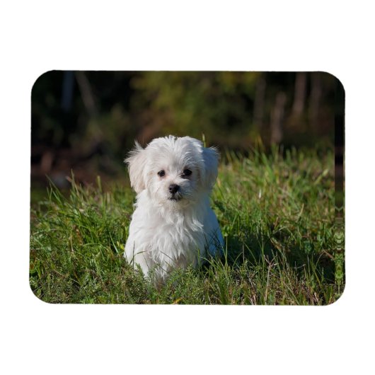 Schattige witte puppy magneet (Horizontaal)