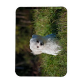 Schattige witte puppy magneet (Verticaal)