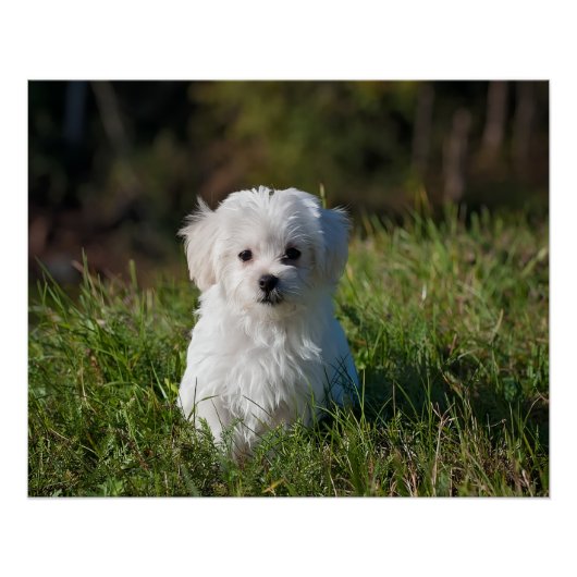 Schattige witte puppy perfect poster (Voorkant)