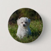 Schattige witte puppy ronde button 5,7 cm (Voorkant)