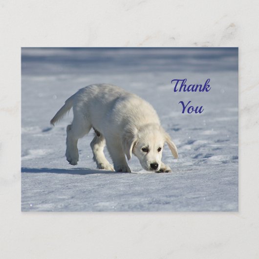 Schattige Witte Puppy Sneeuw Foto Bedankt Briefkaart (Voorkant)