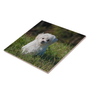 Schattige witte puppy tegeltje