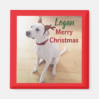 Schattige Witte Rendier Puppie Hond Foto Kerstmis  Magneet