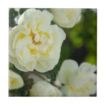 Schattige witte rozen voor positief 