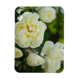 Schattige witte rozen voor positieve  magneet