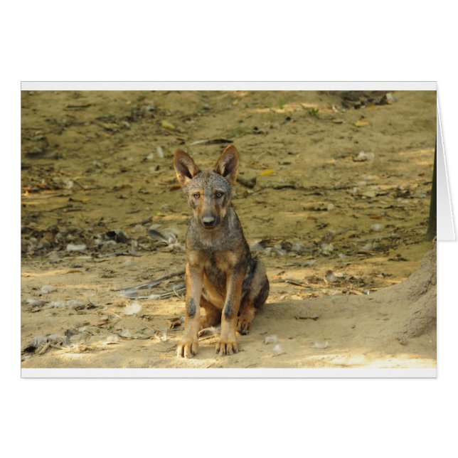 Schattige wolfsjong (Voorkant Horizontaal)