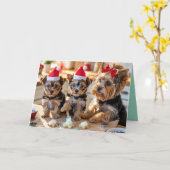 Schattige Yorkie Kerst Koekje Kaart (Gele Bloem)