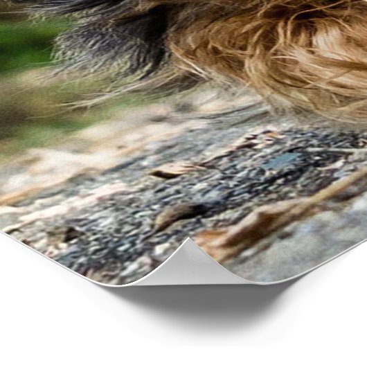 Schattige Yorkie Poster (Hoek)