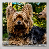 Schattige Yorkie Poster (Voorkant)