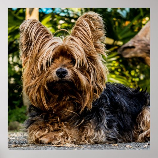 Schattige Yorkie Poster (Voorkant)