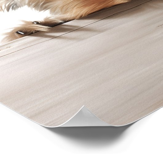 schattige Yorkshire terrier fotografie print (Hoek)