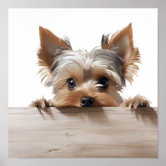 schattige Yorkshire terrier fotografie print (Voorkant)