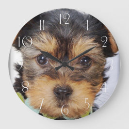 Schattige Yorkshire Terrier Grote Klok
