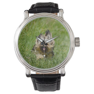 Schattige Yorkshire Terrier Rent Door Gras Horloge