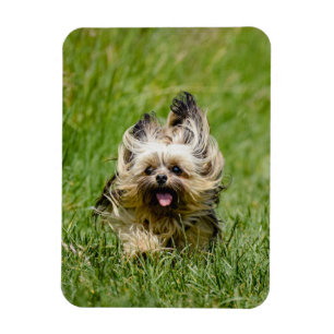 Schattige Yorkshire Terrier Rent Door Gras Magneet