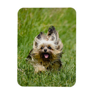 Schattige Yorkshire Terrier Rent Door Gras Magneet