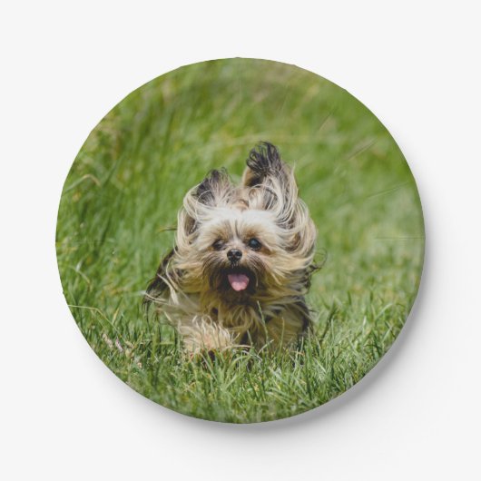 Schattige Yorkshire Terrier Rent Door Gras Papieren Bordje (Voorkant)