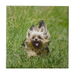 Schattige Yorkshire Terrier Rent Door Gras Tegeltje