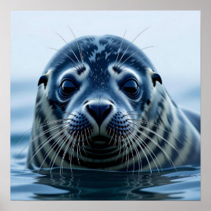 Schattige zeehond Close-up Poster