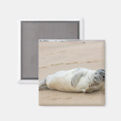Schattige zeehond poseert op het strand magneet (Voorkant / Achterkant)
