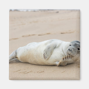 Schattige zeehond poseert op het strand magneet