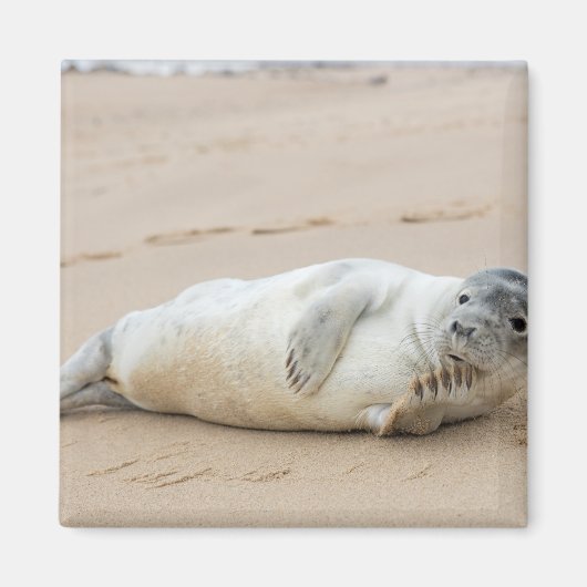Schattige zeehond poseert op het strand magneet (Voorkant)