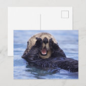 Schattige Zeeotter | Alaska, VS Briefkaart (Voorkant / Achterkant)