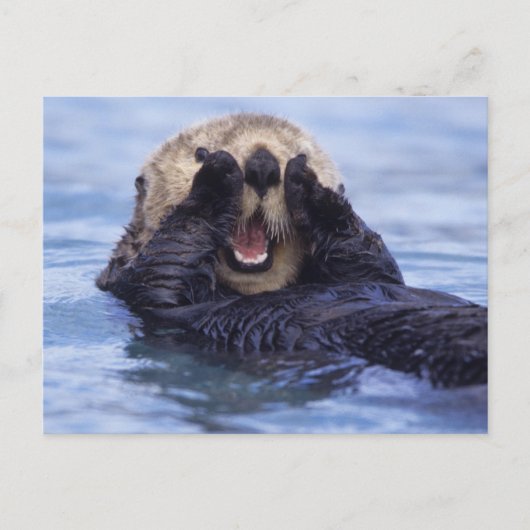 Schattige Zeeotter | Alaska, VS Briefkaart (Voorkant)