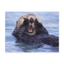 Schattige Zeeotter | Alaska, VS