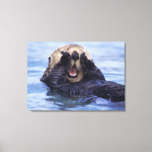 Schattige zeeotter   Alaska, VS Canvas Afdruk