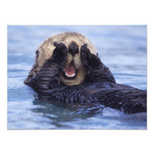 Schattige zeeotter Alaska, VS Foto Afdruk