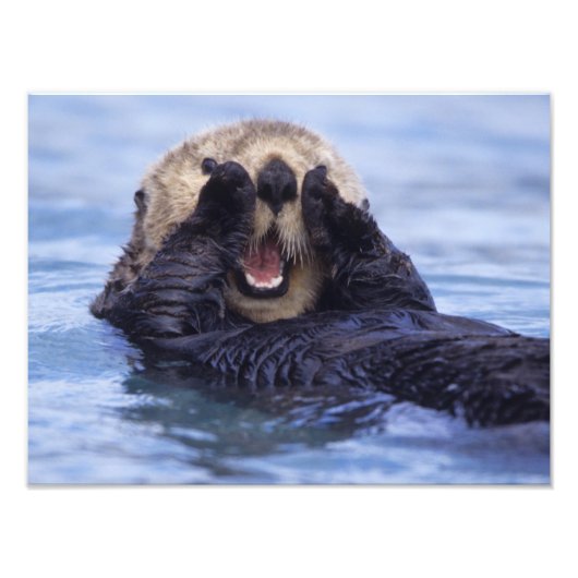 Schattige zeeotter | Alaska, VS Foto Afdruk (Voorkant)