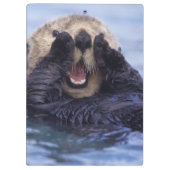 Schattige Zeeotter | Alaska, VS Klembord (Achterkant)