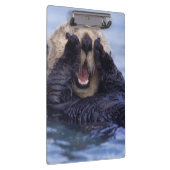 Schattige Zeeotter | Alaska, VS Klembord (Rechts)