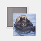 Schattige Zeeotter | Alaska, VS Magneet (Voorkant / Achterkant)