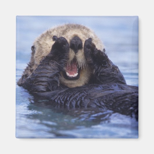 Schattige Zeeotter | Alaska, VS Magneet (Voorkant)