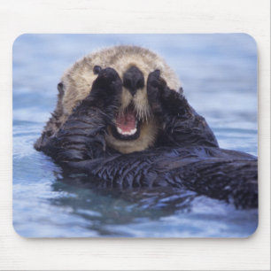 Schattige Zeeotter Alaska, VS Muismat