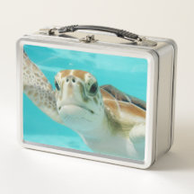 Schattige Zeeschildpad
