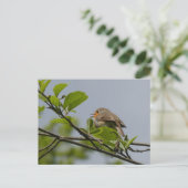 Schattige zingen Robin DIY Briefkaart (Staand voorkant)