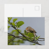 Schattige zingen Robin DIY Briefkaart (Voorkant / Achterkant)