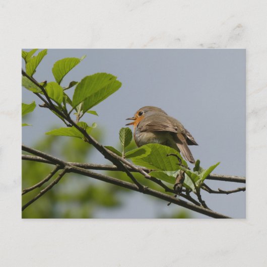 Schattige zingen Robin DIY Briefkaart (Voorkant)