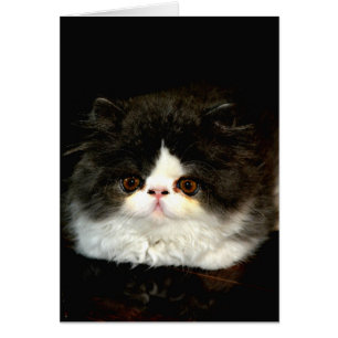 Schattige zwart wit kitten