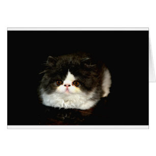 Schattige zwart wit kitten