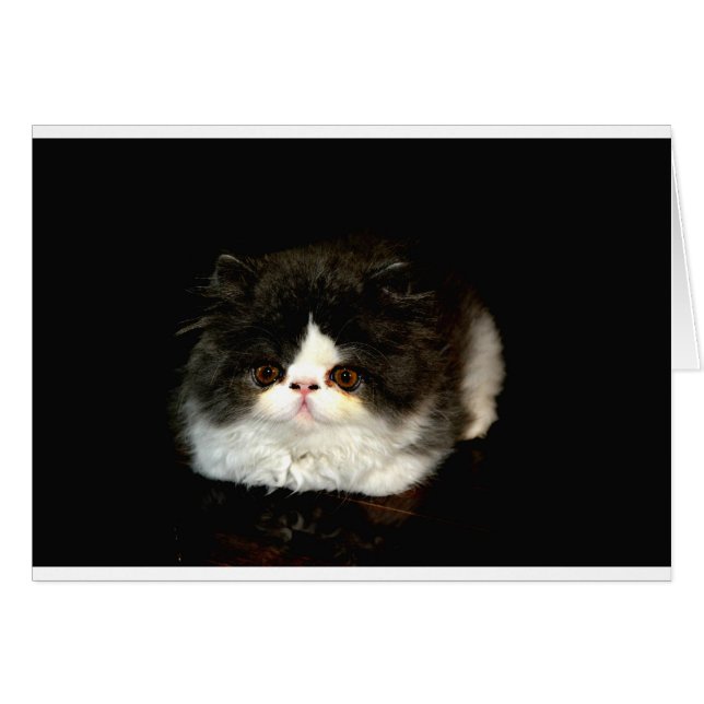 Schattige zwart wit kitten (Voorkant Horizontaal)