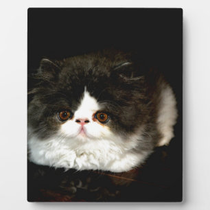 Schattige zwart wit kitten fotoplaat