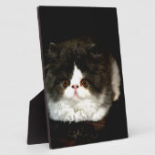 Schattige zwart wit kitten fotoplaat (Zijkant)