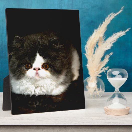 Schattige zwart wit kitten fotoplaat (Zijkant)