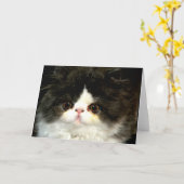 Schattige zwart wit kitten kat ragdoll foto kaart (Gele Bloem)